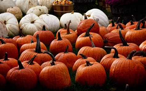 autumn images with pumpkins